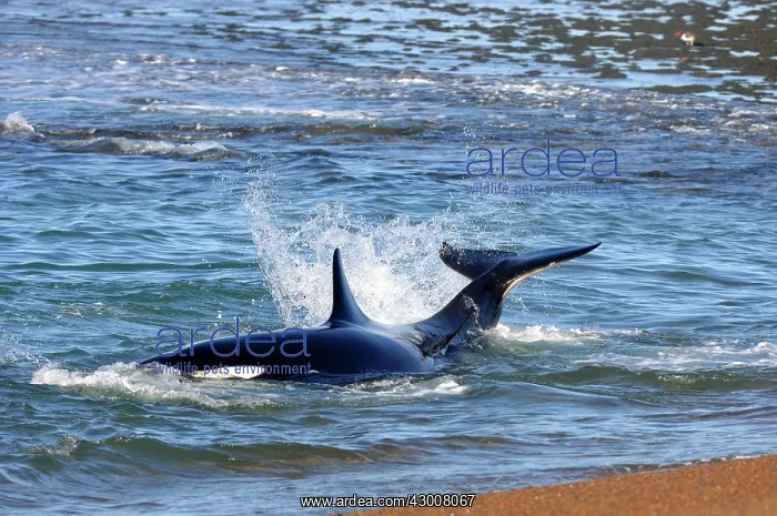 : Orca / Killer Whale : Orca / Killer Whale