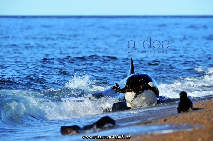  : Orca  /  Killer Whale