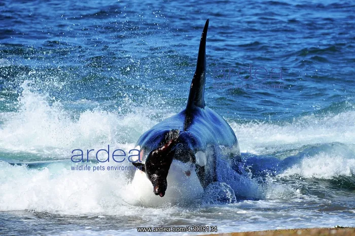 : Orca / Killer Whale : Orca / Killer Whale