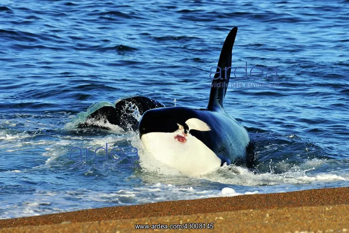 : Orca / Killer Whale : Orca / Killer Whale