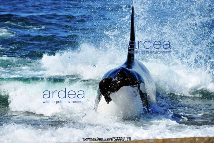  : Orca  /  Killer Whale