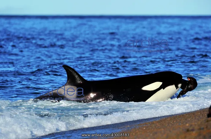 : Orca / Killer Whale : Orca / Killer Whale