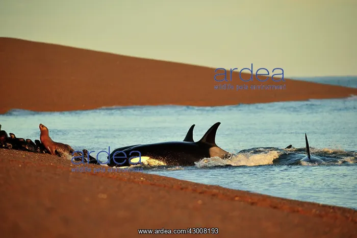 : Orca / Killer Whale : Orca / Killer Whale