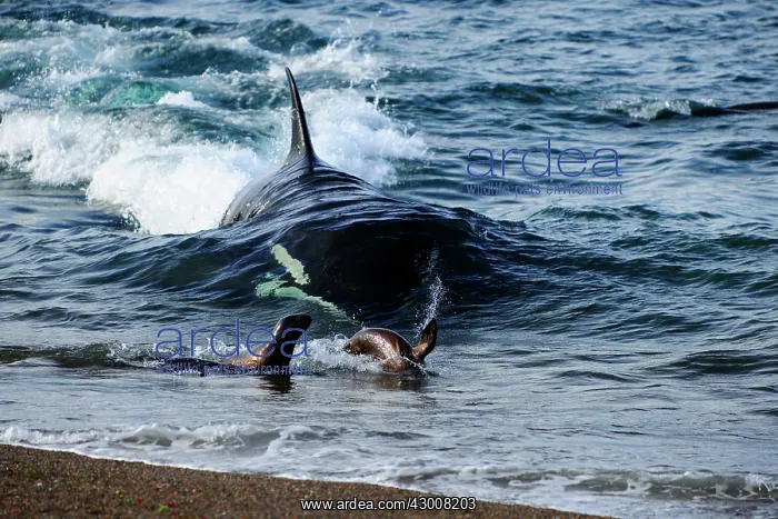 : Orca / Killer Whale : Orca / Killer Whale