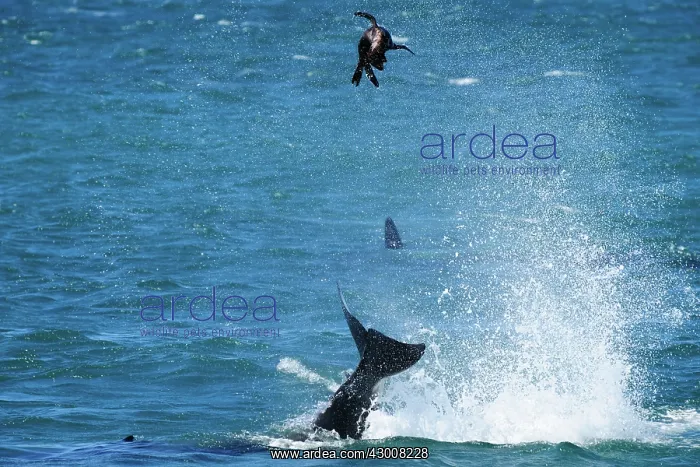: Orca / Killer Whale : Orca / Killer Whale