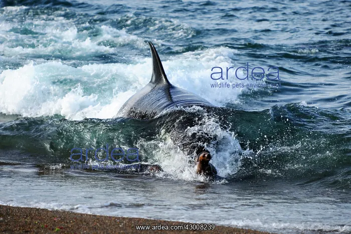 : Orca / Killer Whale : Orca / Killer Whale
