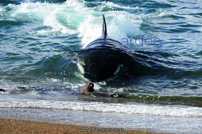 : Orca / Killer Whale : Orca / Killer Whale