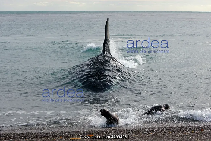 : Orca / Killer Whale - attack on young South American Sea Lio : Orca / Killer Whale - attack on young South American Sea Lio