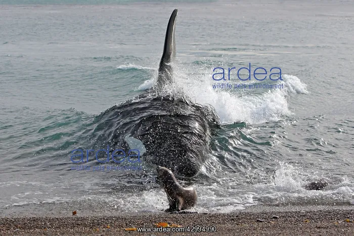 : Orca / Killer Whale - attack on young South American Sea Lio : Orca / Killer Whale - attack on young South American Sea Lio