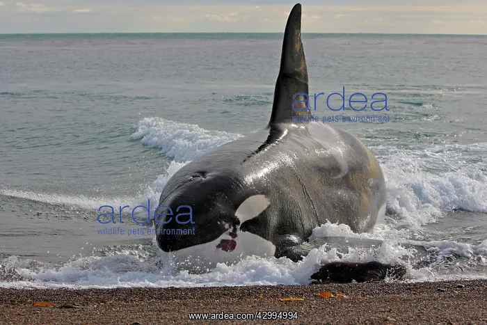  : Orca  /  Killer Whale - attack on young South American Sea Lio