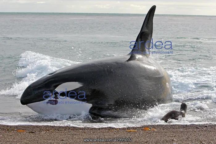: Orca / Killer Whale - attack on young South American Sea Lio : Orca / Killer Whale - attack on young South American Sea Lio
