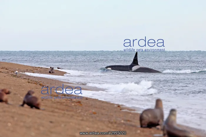 : Orca / Killer Whale - attack on young South American Sea Lio : Orca / Killer Whale - attack on young South American Sea Lio