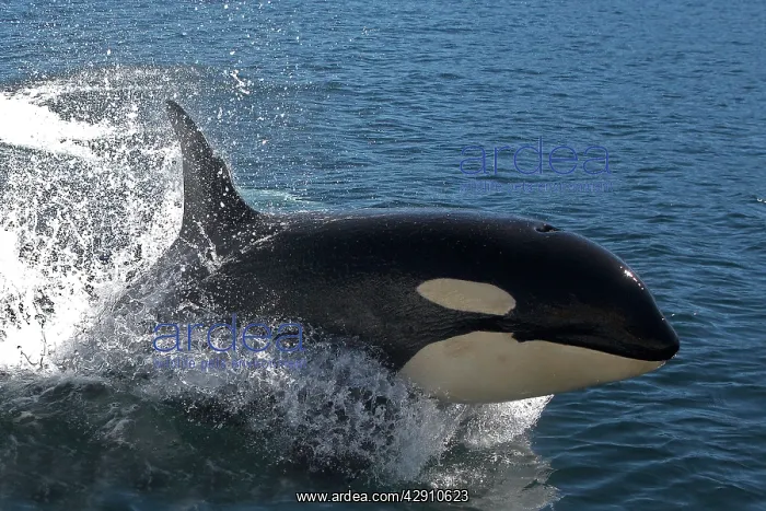 : Orca / Killer Whale - leaping / jumping : Orca / Killer Whale - leaping / jumping