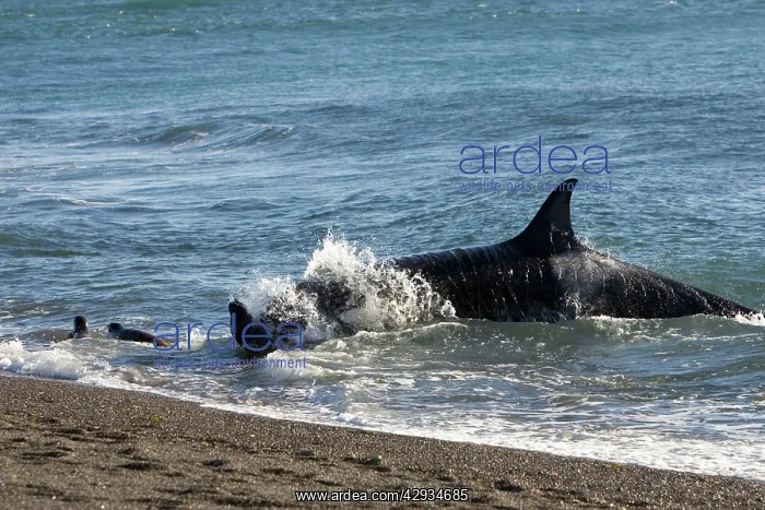 : Orca / Killer whale - Orca hunting South American : Orca / Killer whale - Orca hunting South American