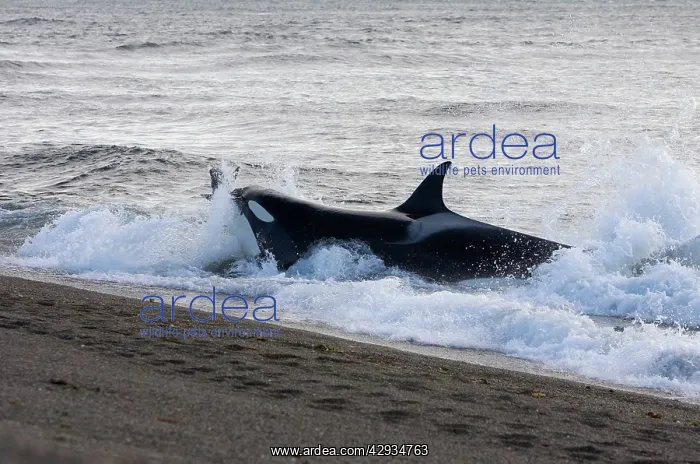 : Orca / Killer whale - Orca hunting South American : Orca / Killer whale - Orca hunting South American