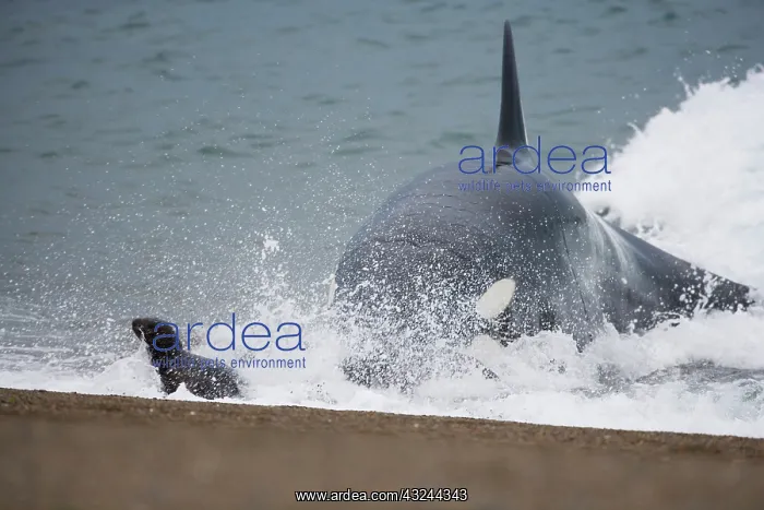 : orca or killer whale (Orcinus orca) attacking : orca or killer whale (Orcinus orca) attacking