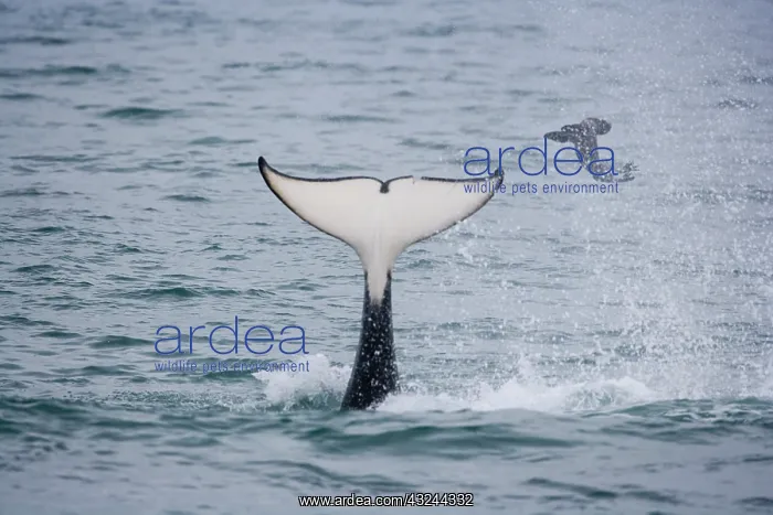 : orca or killer whale (Orcinus orca) flipping : orca or killer whale (Orcinus orca) flipping