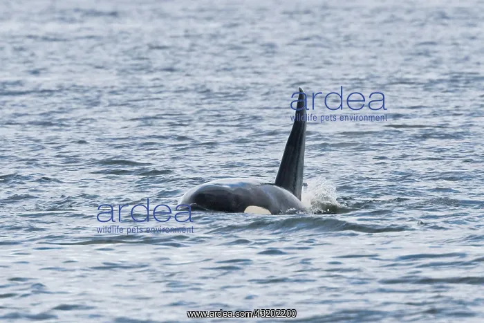 : Orca, Killer Whale (Orcinus orca), male, dorsal : Orca, Killer Whale (Orcinus orca), male, dorsal