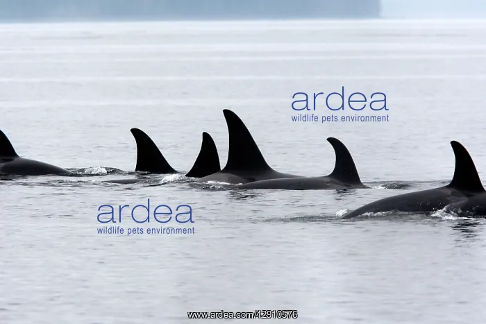  : Orca  /  Killer Whale - pod  /  group
