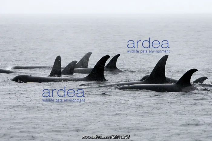: Orca / Killer Whale - pod / group in rain : Orca / Killer Whale - pod / group in rain
