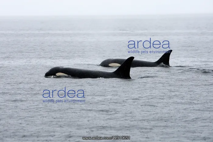 : Orca / Killer Whale - two in rain : Orca / Killer Whale - two in rain