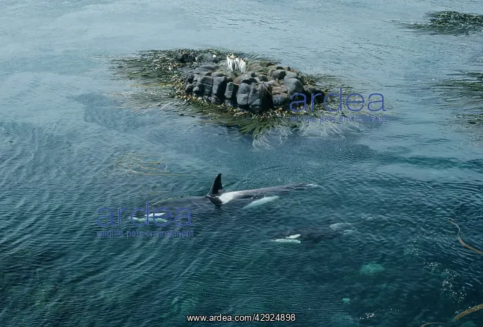 : Orca / Killer Whales - aerial view - circling King Penguins : Orca / Killer Whales - aerial view - circling King Penguins