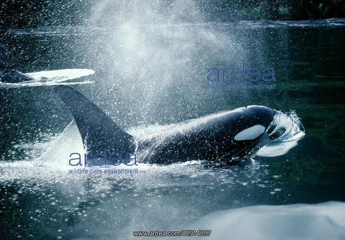 : Orca / Killer Whales - Coming out of water : Orca / Killer Whales - Coming out of water