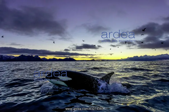 : Orca (Orcinus orca) emerges, sunset, mountains at : Orca (Orcinus orca) emerges, sunset, mountains at