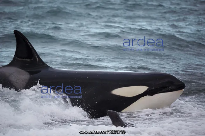 : Orca (Orcinus orca) intentionally stranding on the : Orca (Orcinus orca) intentionally stranding on the