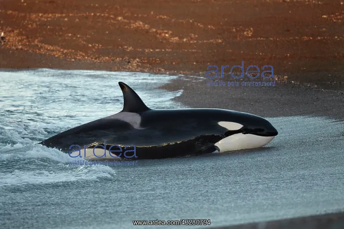 : Orca (Orcinus orca) intentionally stranding on the : Orca (Orcinus orca) intentionally stranding on the