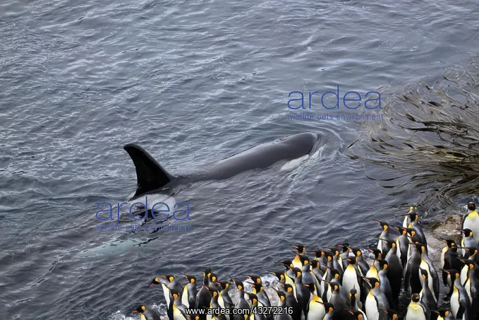: Orca (Orcinus orca) King Penguins (Aptenodytes patagonicus) : Orca (Orcinus orca) King Penguins (Aptenodytes patagonicus)