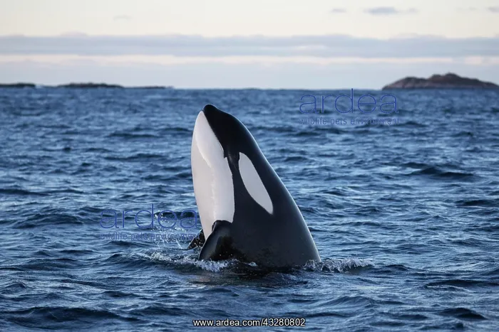 : Orca (Orcinus orca) spy hopping by holding the head : Orca (Orcinus orca) spy hopping by holding the head