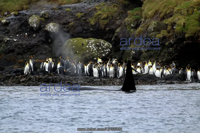 : Orca whale : Orca whale