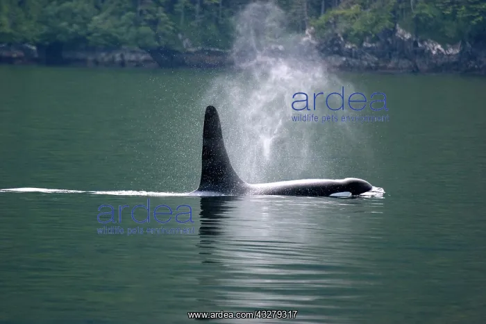 : Orca whale blowing steam in the air : Orca whale blowing steam in the air