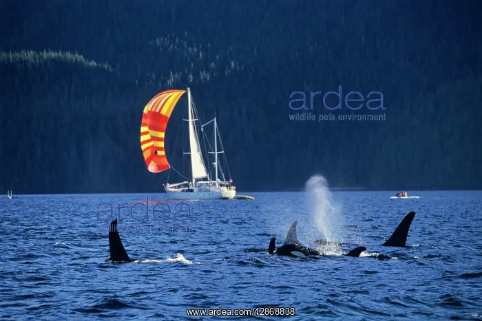 : Orca Whale / Killer Whale - with sailboat : Orca Whale / Killer Whale - with sailboat