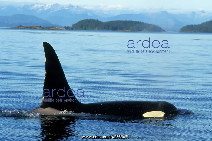 : Orca whale - male : Orca whale - male