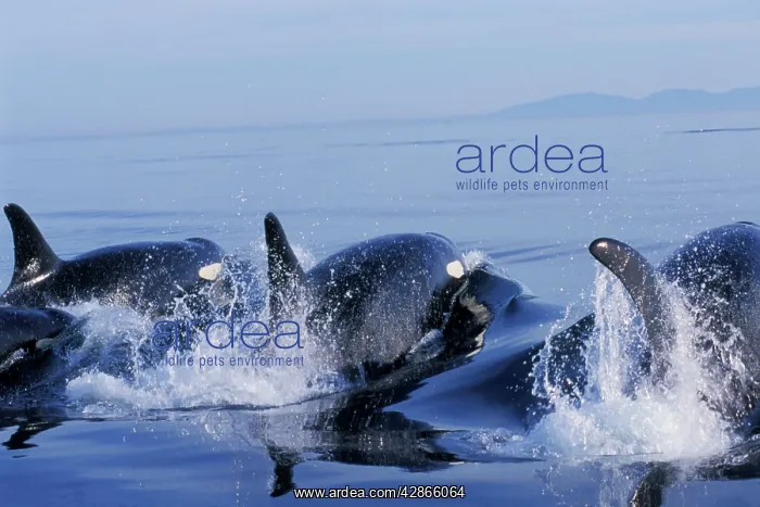: Orca Whales - porpoising (way of swimming) : Orca Whales - porpoising (way of swimming)