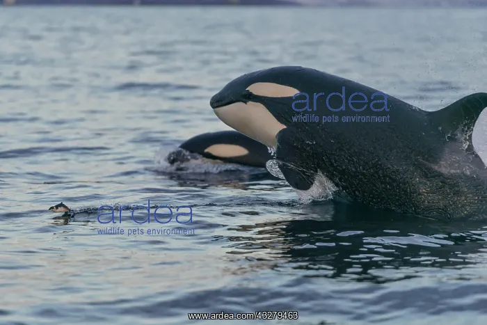 : Orcas (Orcinus orca) hunting, North Atlantic, in : Orcas (Orcinus orca) hunting, North Atlantic, in