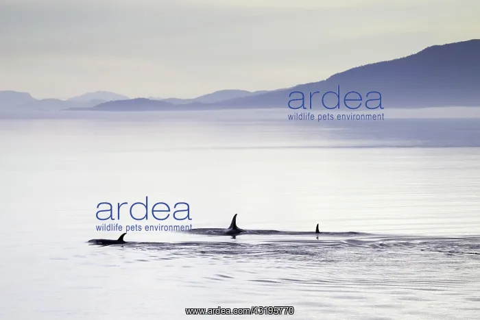 : Orcas (Orcinus orca), just after dawn, Inside passage : Orcas (Orcinus orca), just after dawn, Inside passage