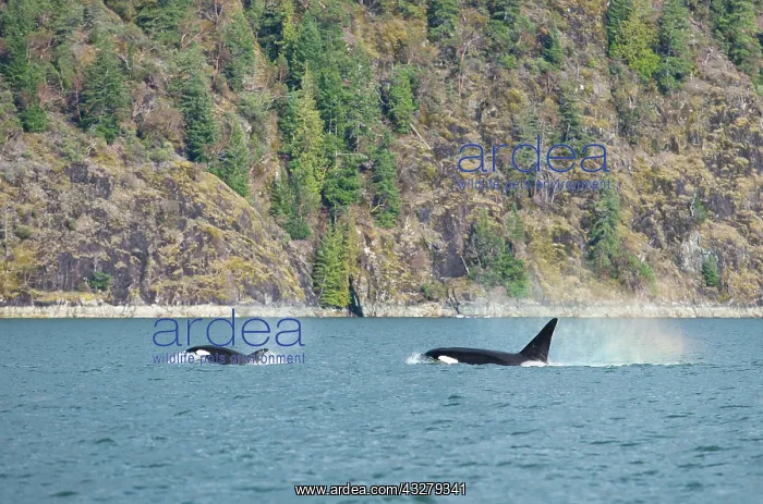 : Orcas (Orcinus orca), off the coast, killer whales : Orcas (Orcinus orca), off the coast, killer whales