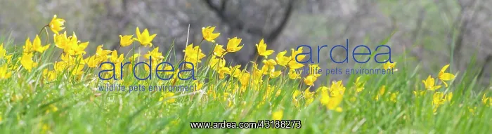 : Orchard meadow in spring, wild tulips (Tulipa sylvestris) : Orchard meadow in spring, wild tulips (Tulipa sylvestris)