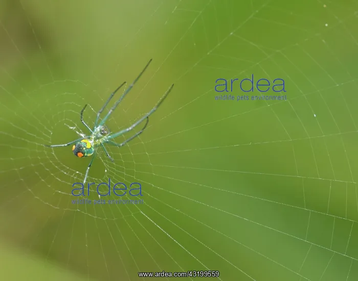 : Orchard Orbweaver : Orchard Orbweaver