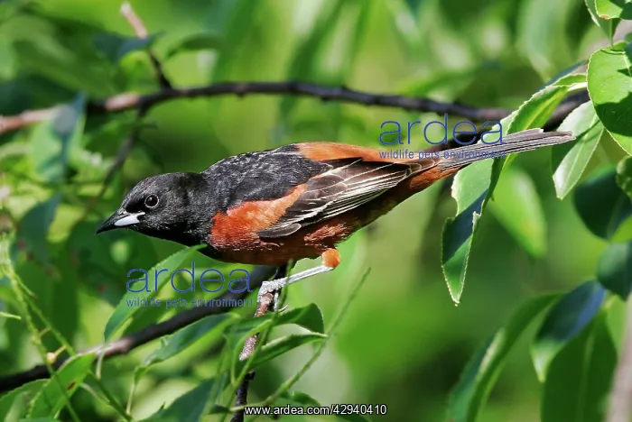  : Orchard Oriole