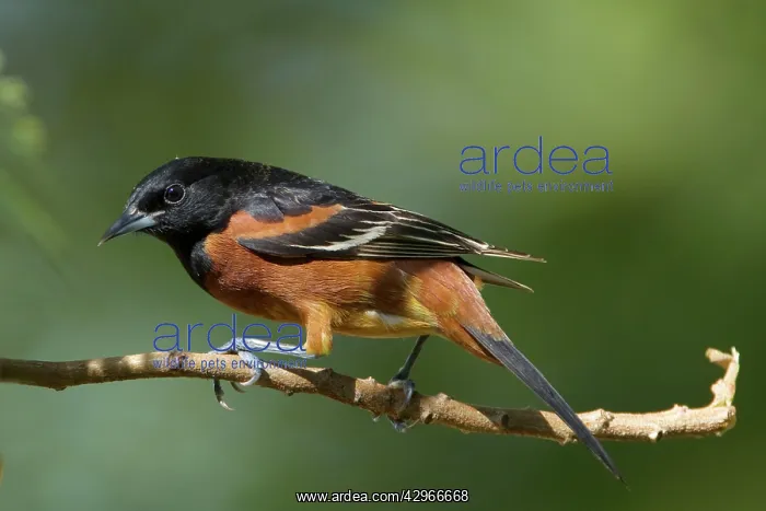 : Orchard Oriole : Orchard Oriole