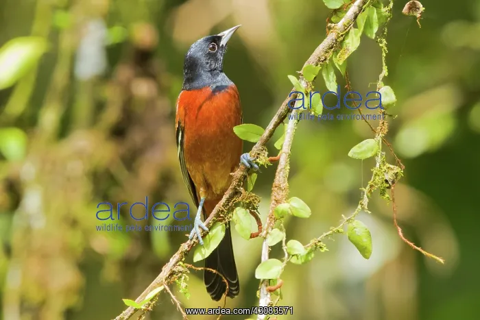 : Orchard Oriole : Orchard Oriole