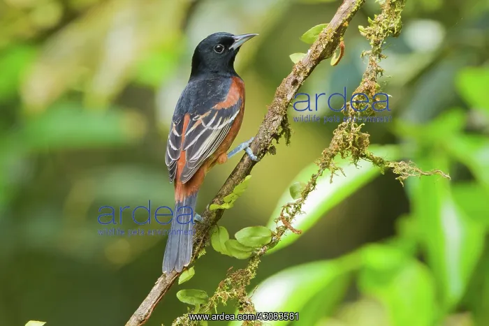: Orchard Oriole : Orchard Oriole