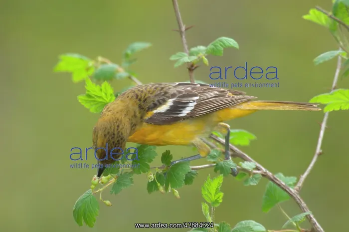 : Orchard Oriole - Female feeding among what looks : Orchard Oriole - Female feeding among what looks