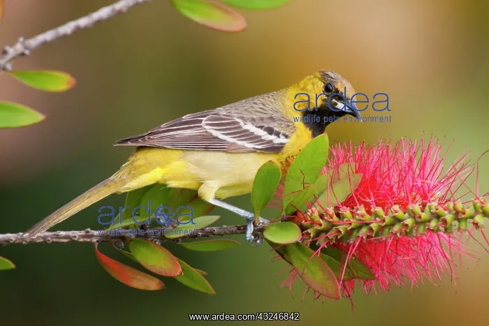 : Orchard Oriole (Icterius spurius) young : Orchard Oriole (Icterius spurius) young