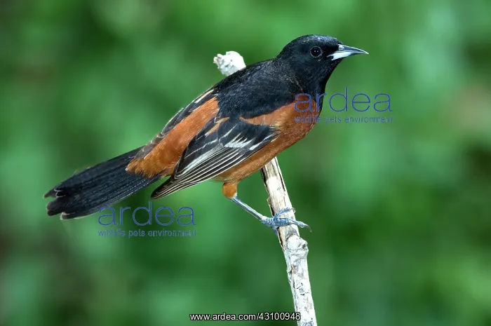 : Orchard Oriole (Icterus spurius) adult male : Orchard Oriole (Icterus spurius) adult male