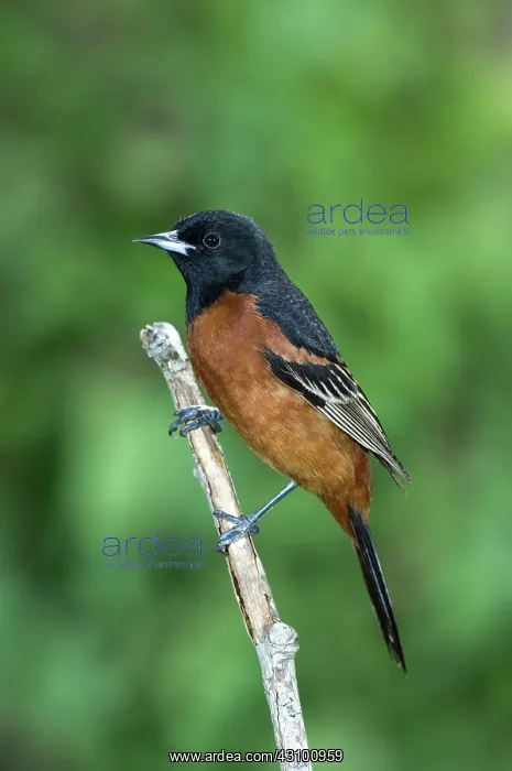: Orchard Oriole (Icterus spurius) adult male : Orchard Oriole (Icterus spurius) adult male